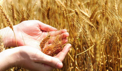 小麥價格大踏步邁入1.2元時代，糧食收購為何持續火熱？