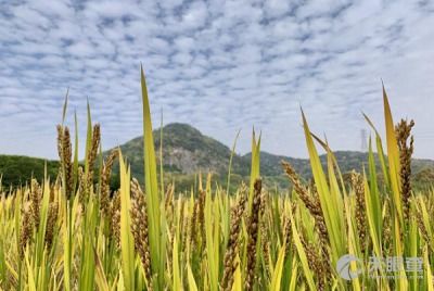 張家港市糧食購銷總公司 糧食收購的實踐與展望