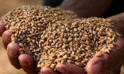 谷物容重器 糧食收購中的科學利器