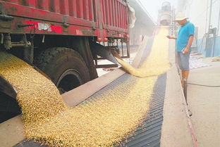 河南省夏播圓滿結束 初級農產品收購工作有序開展