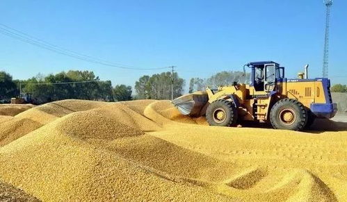 農民朋友們注意 東三省（黑、吉、遼）11月6日最新糧食報價及收購動態