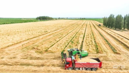 麥香盈滿倉 夏糧收購忙 鄉村振興展現糧食安全新面貌