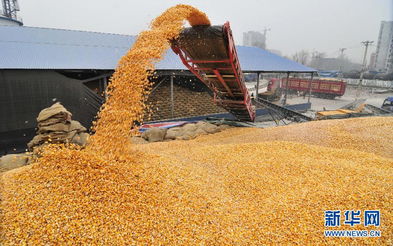 黑龍江秋糧收購全面展開，保障農產品初級市場高效運行