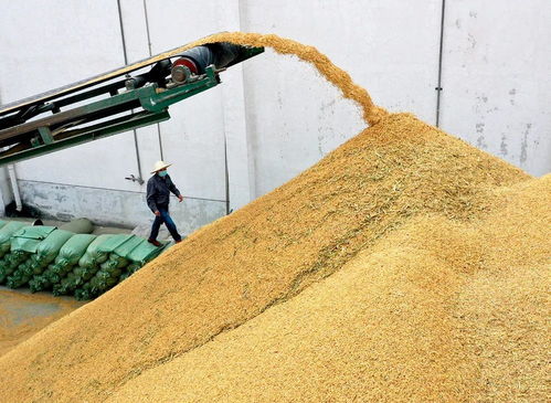 糧食產后護理與初級農產品收購的實踐方法