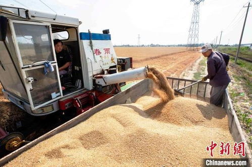 山東農行強化金融服務 護航糧食安全與產能優化