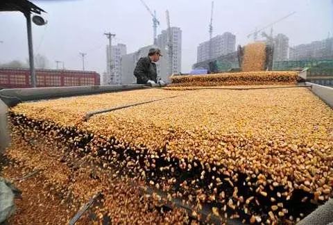 盤點2018年秋糧收購最新政策，這些變化不可不知