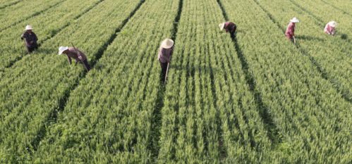 根治碩鼠管好糧倉 甘肅專項整治糧食購銷領域腐敗問題
