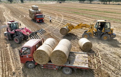 多地麥收進入掃尾階段，糧食收購穩步推進