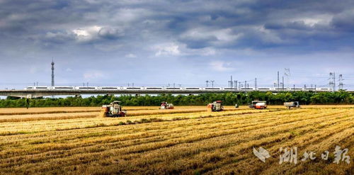 農發行湖北省分行營業部全力護航武漢夏糧收購