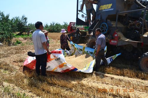 夏糧豐收收購減少的背后 糧食流向與風險分析