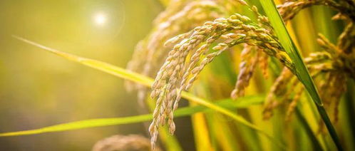 關注丨為百姓口糧品質撐起安全傘 初級農產品收購的重要性與挑戰