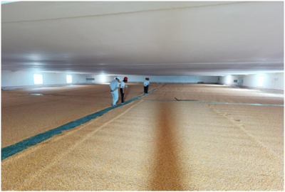 農發行茂名市分行4.33億糧食儲備，牢牢守住‘三農’后院，保障糧食收購安全