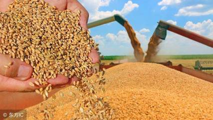 2018年秋糧收購政策細節公布，最低收購價全面下調