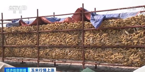 玉米行情霸氣上漲，存糧集中上市，價格逐日攀升