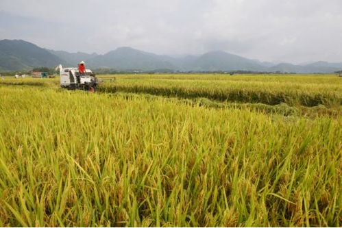 政策補貼干貨滿滿 保障種糧群眾收益——2021年稻谷補貼與政策性糧食收購政策解析