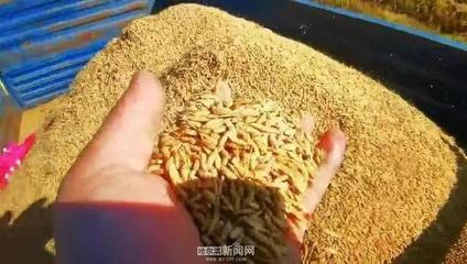 秋糧購銷收尾 哈爾濱三大品種市場交易平穩