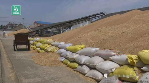 開鐮即開秤，糧食部門力保夏糧收購