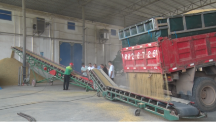 祁陽多措并舉保障農民“舒心糧 放心糧” 初級農產品收購服務全面升級