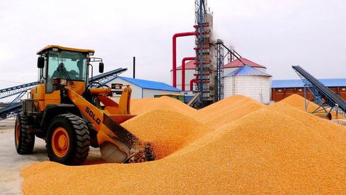 南北玉米市場分化 山東一天兩漲，東北跌跌不休，初級農產品收購信號解讀