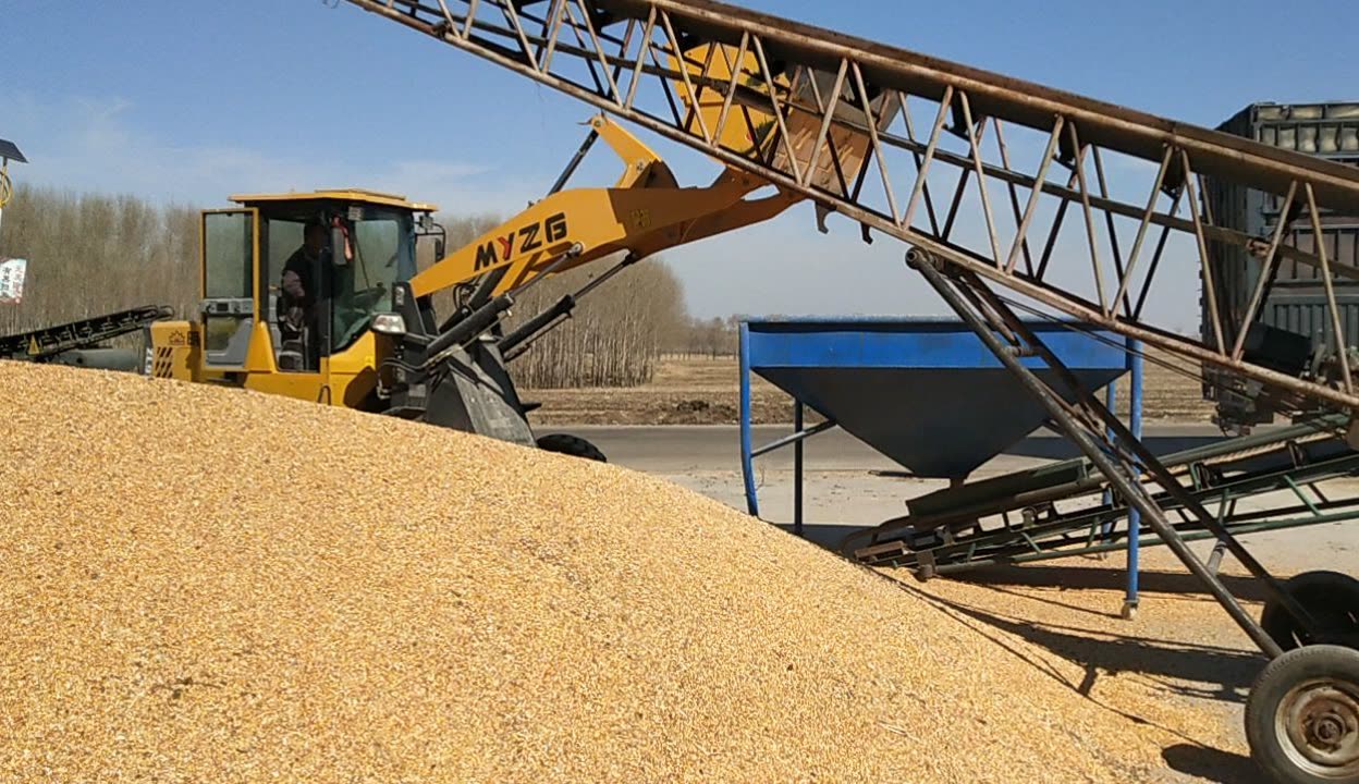 豐收時節(jié)賣糧忙 探訪基層收購站的上等玉米交易