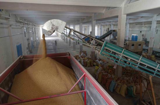 夏糧豐收倉廩充實，溫州本級收購近六千噸夯實糧食安全根基