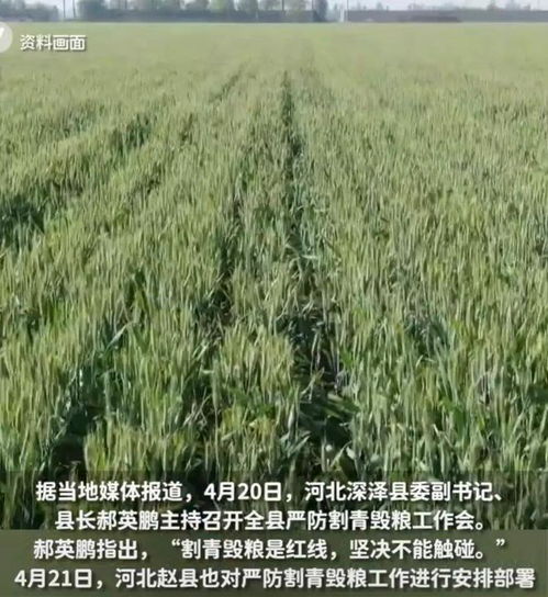 誰在2000元一畝收購小麥青苗？嚴查割青毀麥，守護‘沒糧食，沒未來’的生命線