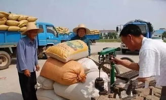 靈寶玉米采摘人工300元/天背后 成本與利潤的農業經濟學透視