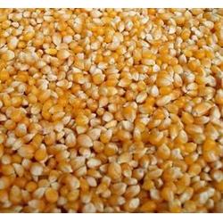 安徽糧食收購市場概覽 聚焦玉米小麥收購與代理服務