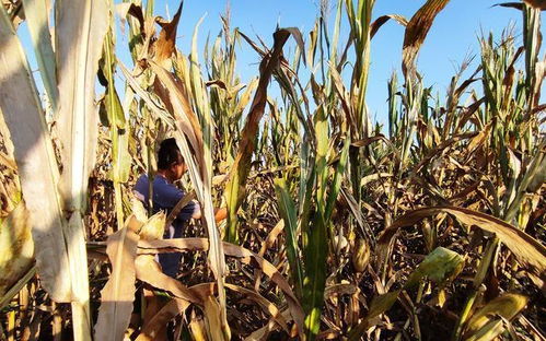 豬價探底后，三類農產品價格跳水，農民盼漲惜售待春