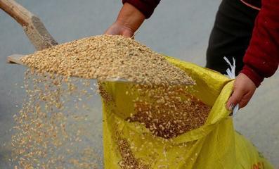 2019年糧食收購新政解讀 農(nóng)民朋友不可不知的初級農(nóng)產(chǎn)品收購要點